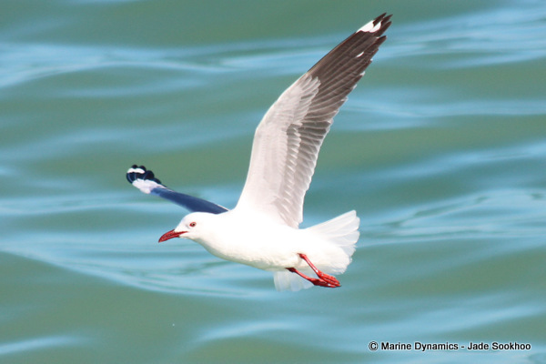 Hartlaub's Gull, Shark cage diving, South Africa